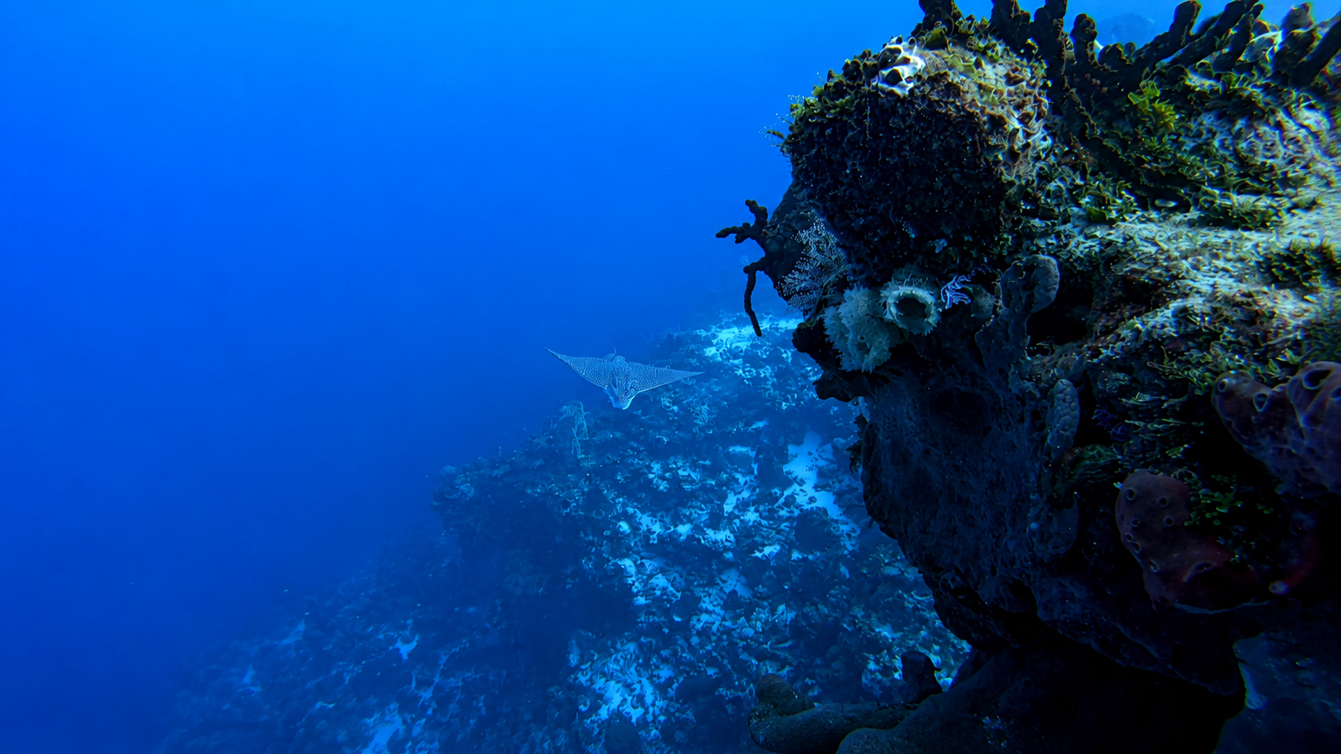 An eagle ray approaching along the Cantarell wall