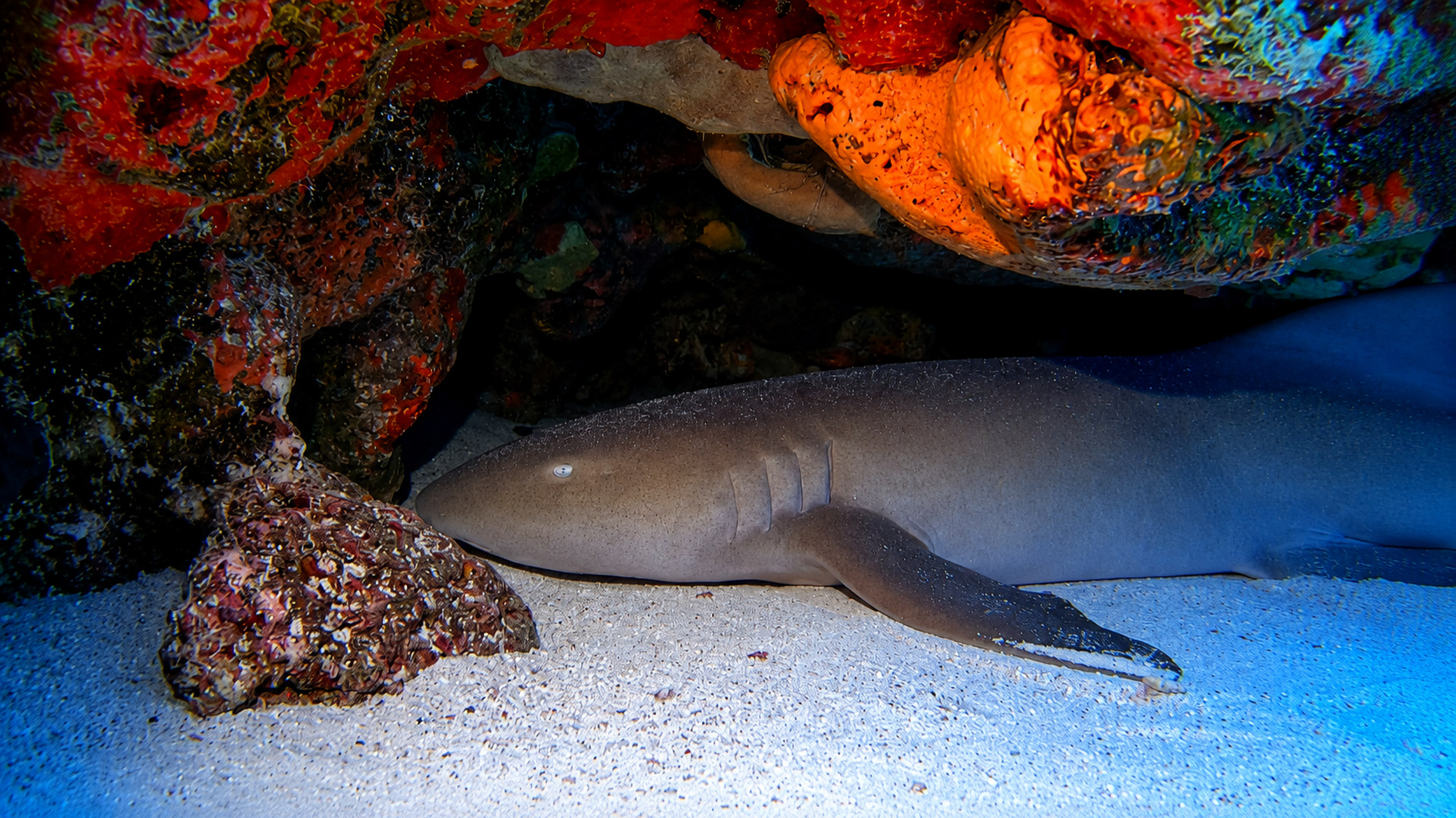 Cantarell Reef marine life and underwater scenery