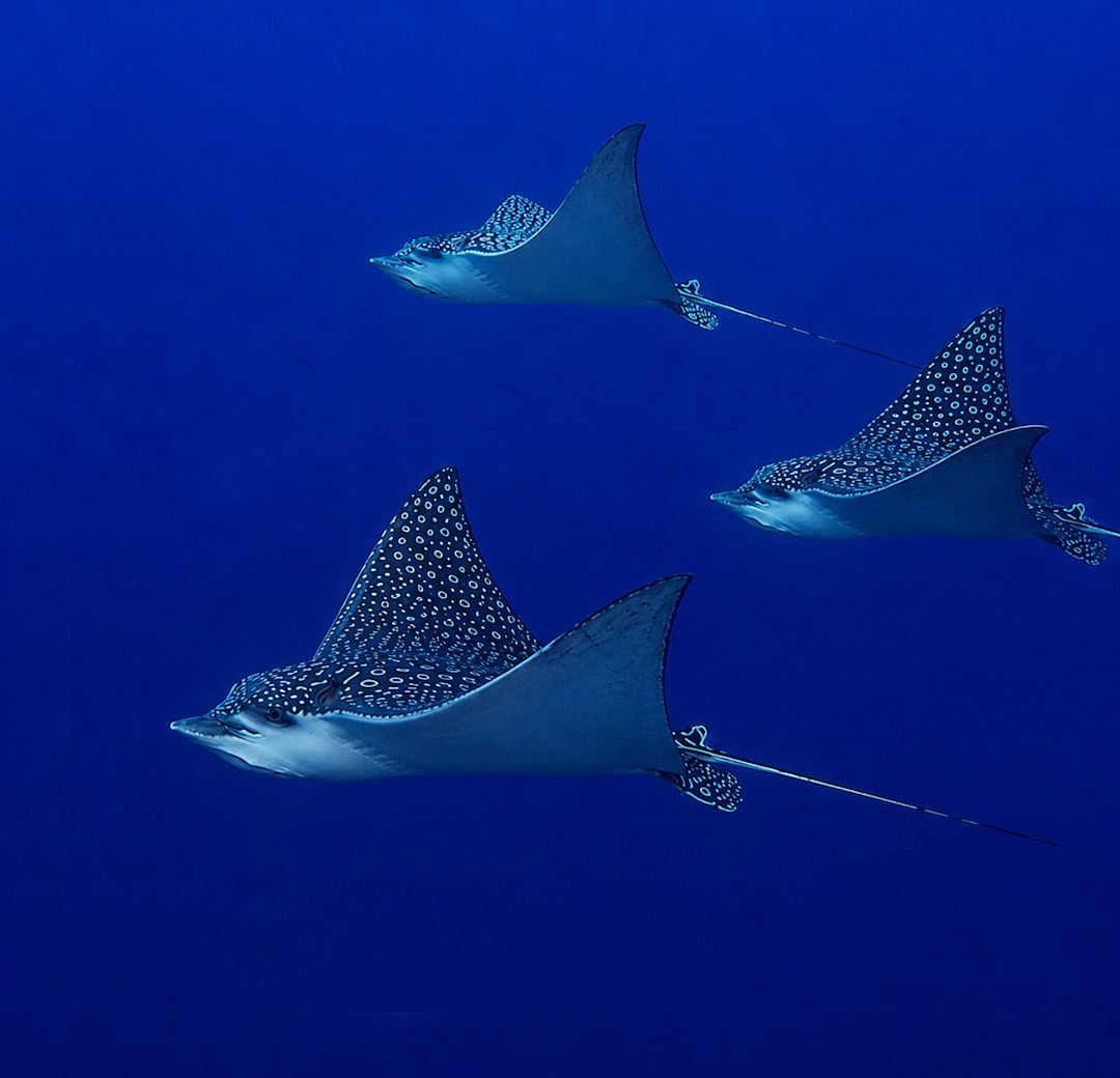 Cantarell Eagle Ray Wall
