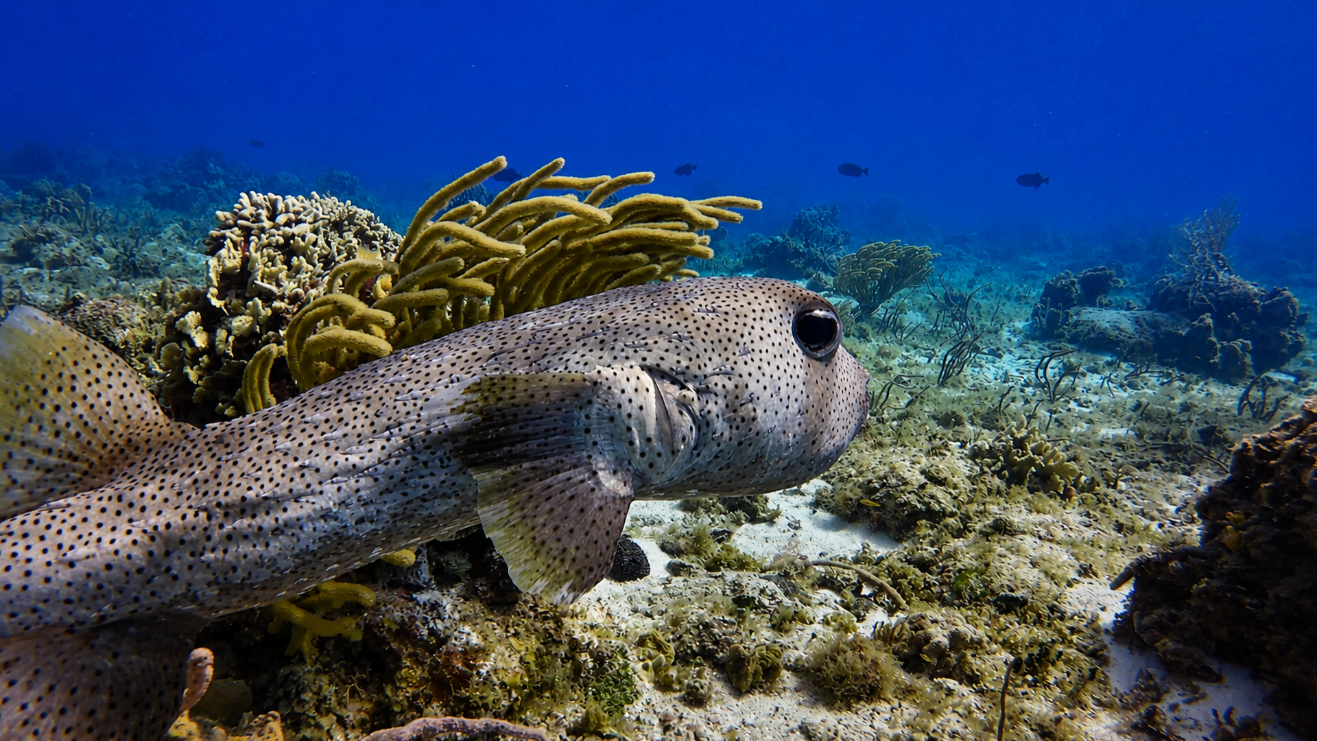 Spotted porcupinefish swimming close to the camera