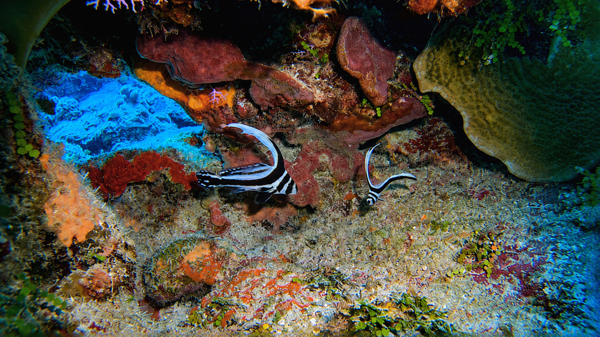 Juvenile spotted drums beneath a coral overhang