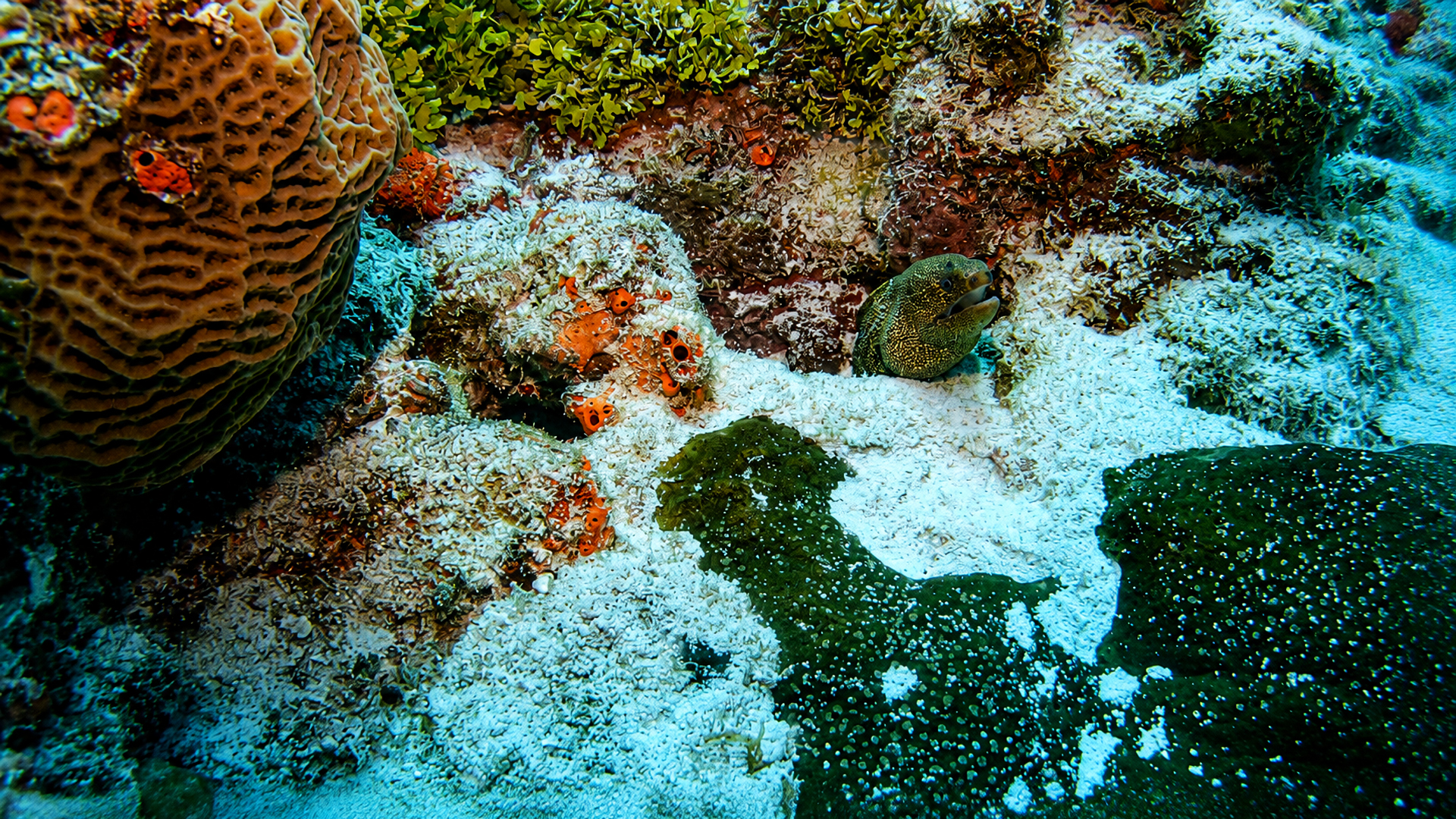 Moray eel peeking from a small reef opening