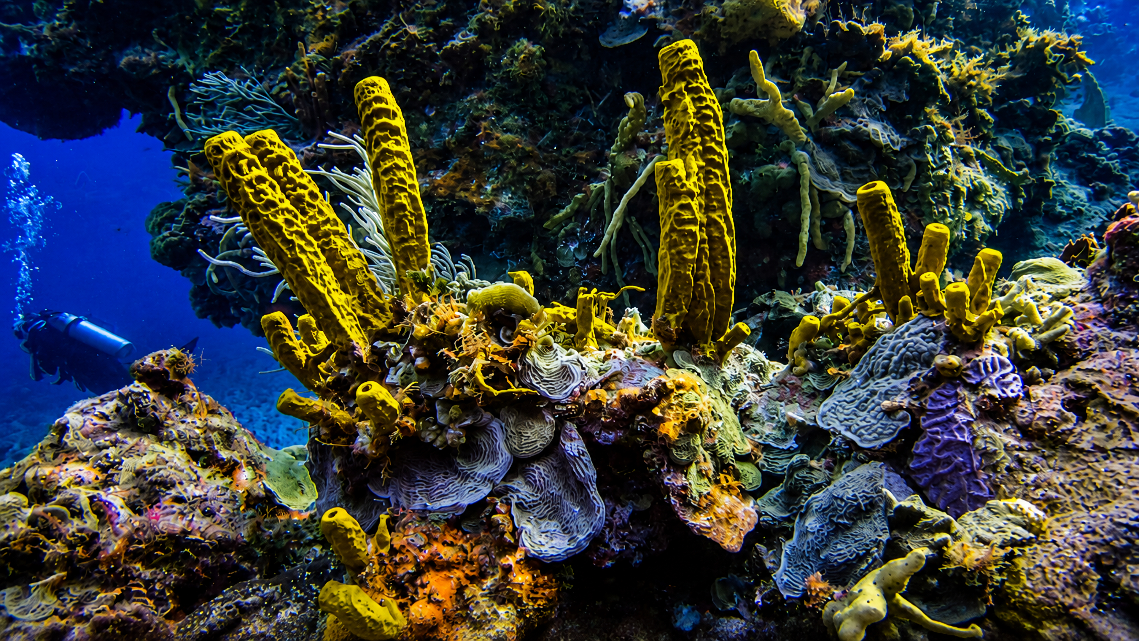 Yellow tube sponges and coral growth at Paso del Cedral