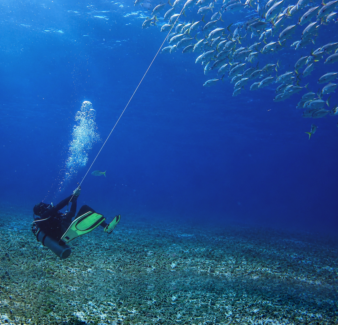 Divers in the Blue gallery image with scuba divers beneath the surface
