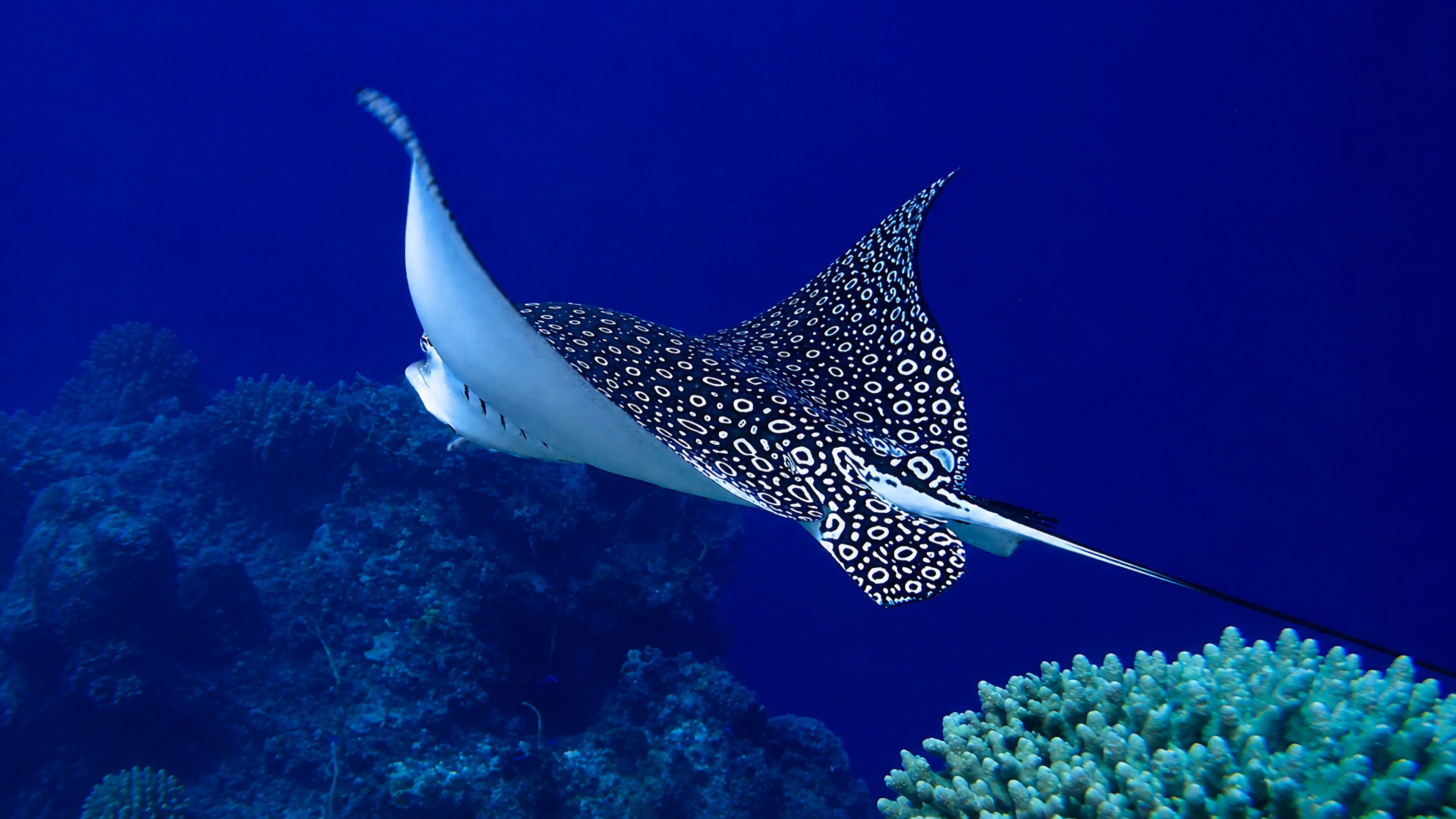 Spotted eagle ray revealing a different angle of its wings and pattern