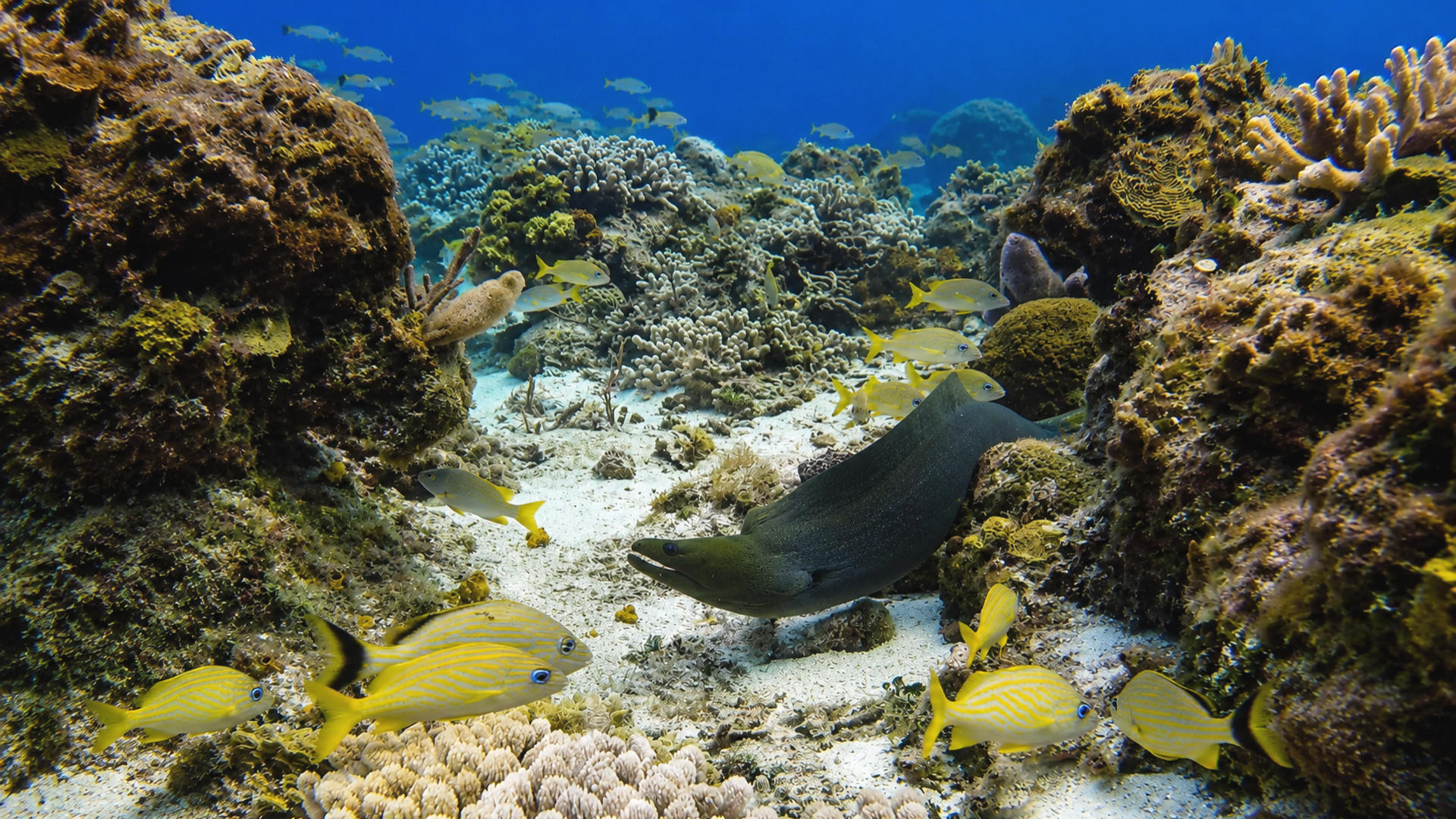 A Green Moray moving through reef habitat