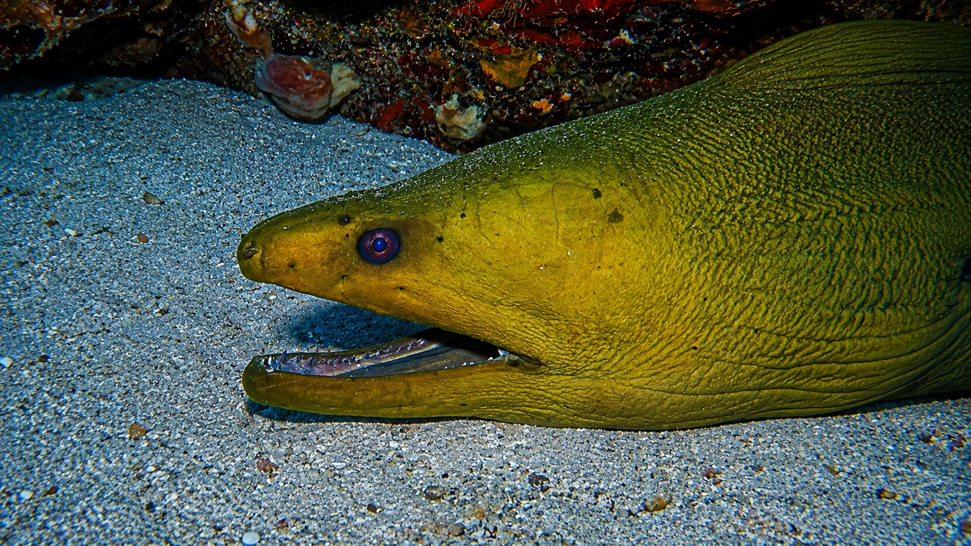 Close view of a Green Moray head on the sand