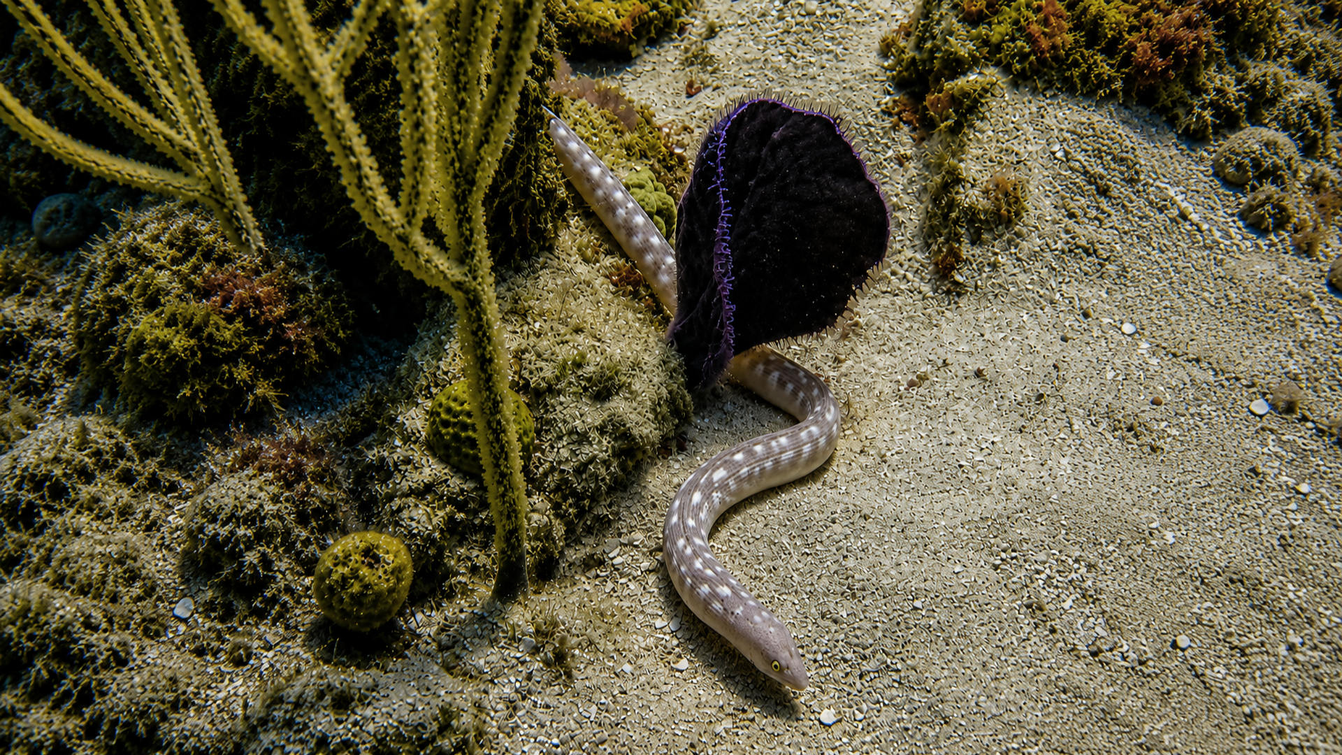 A Sharp-tail Eel moving beside coral and sponges