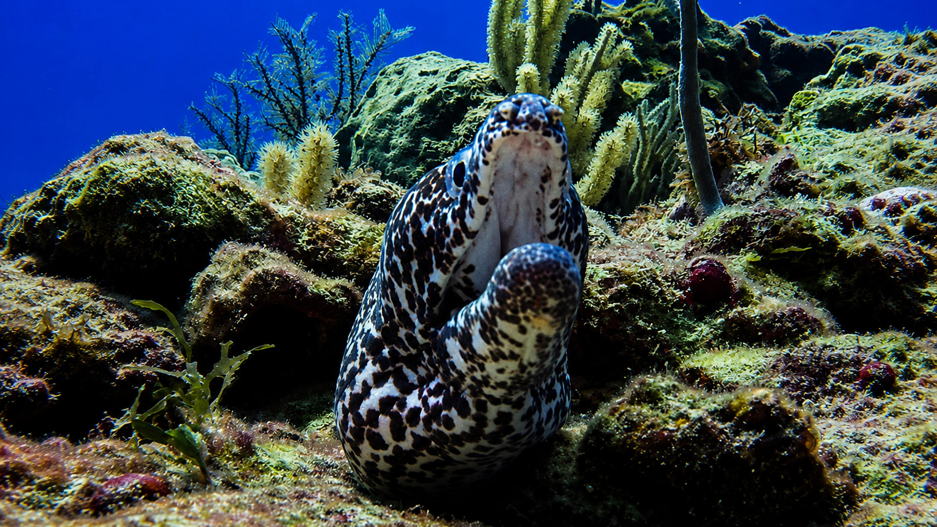 A Spotted Moray framed by reef and blue water