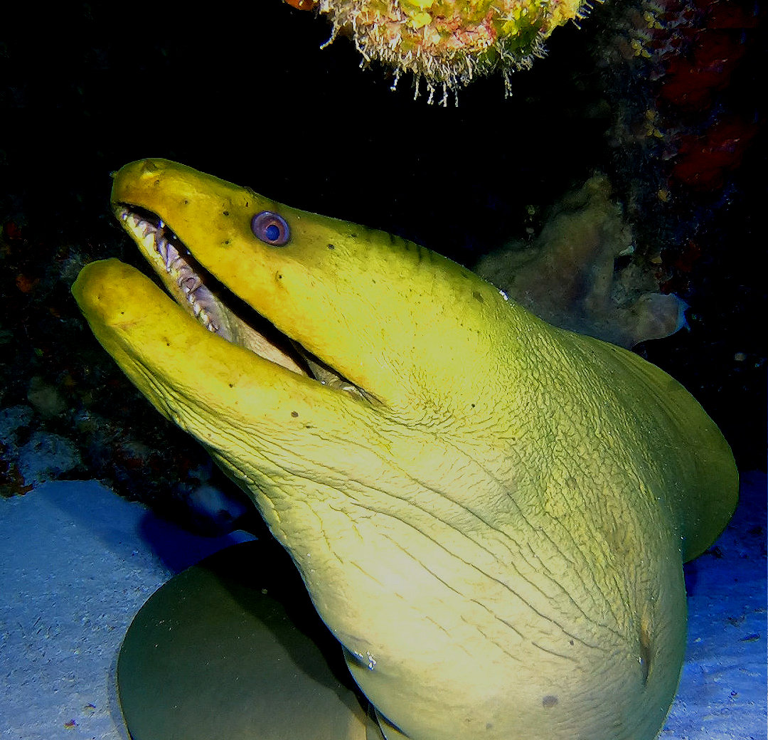 Moray Eel