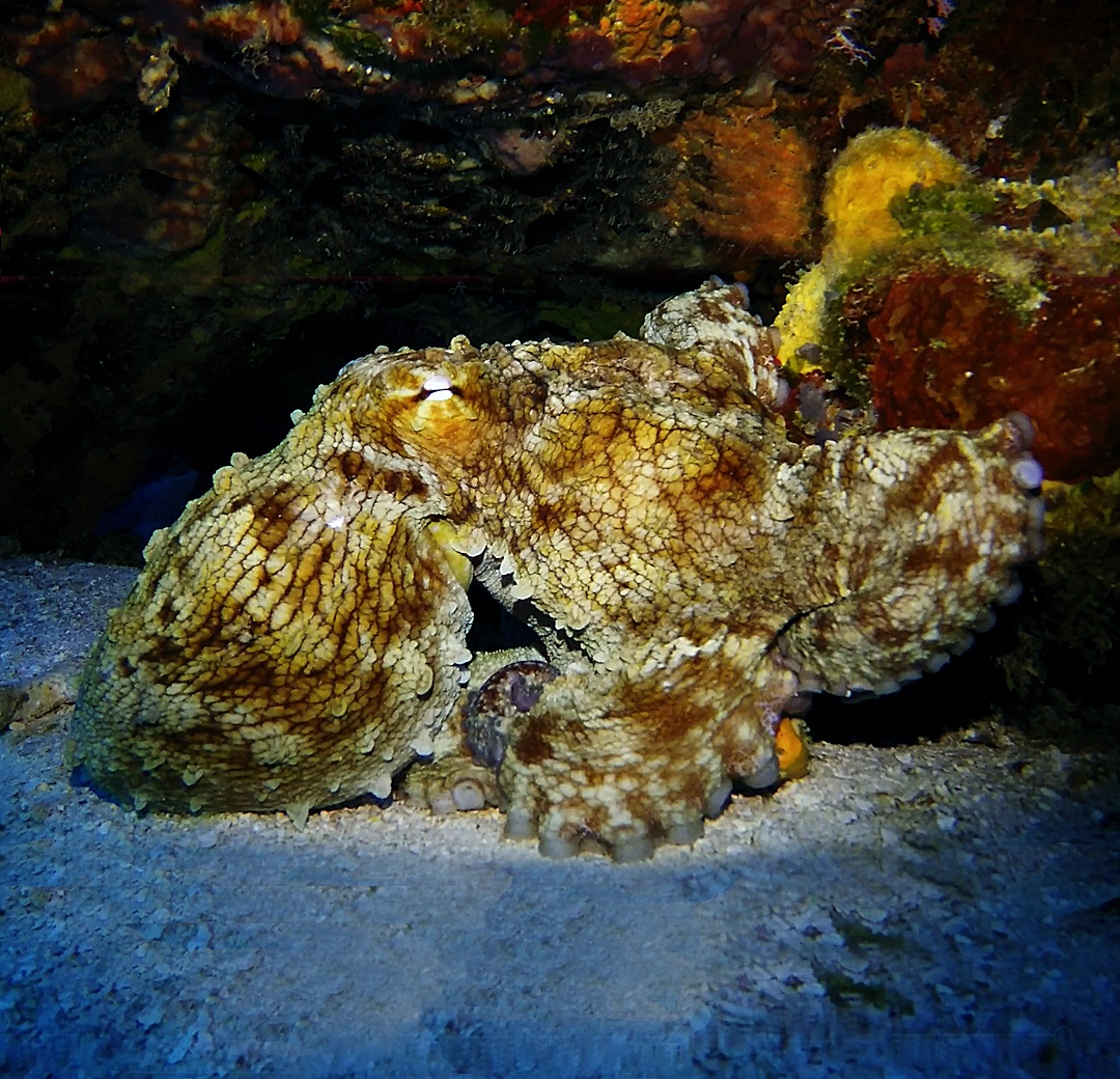 Octopus