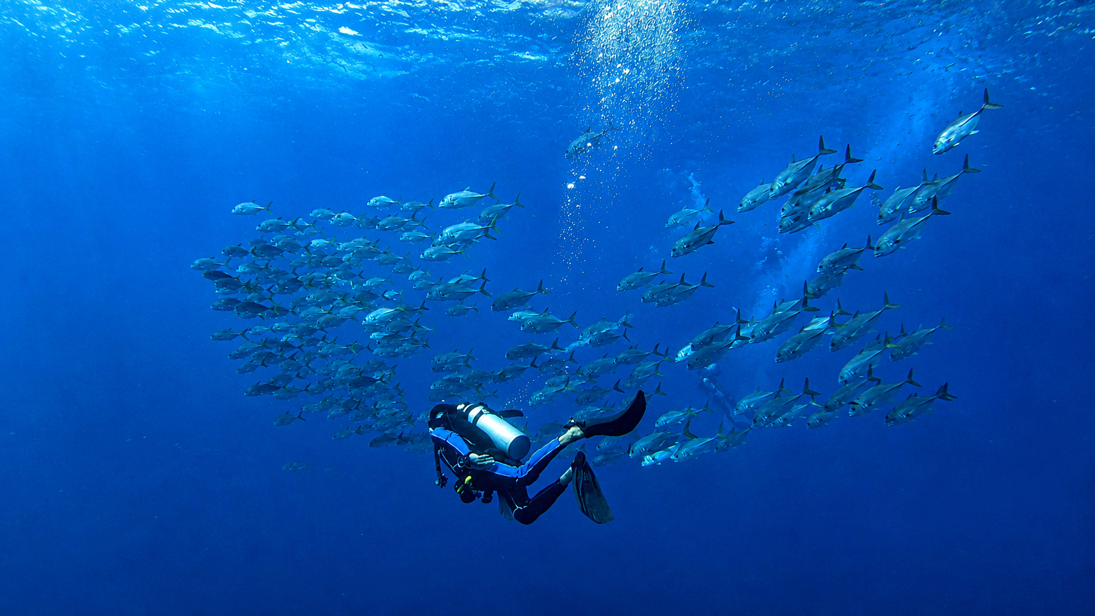 A diver surrounded by a school of horse-eye jacks at Palancar Reef
