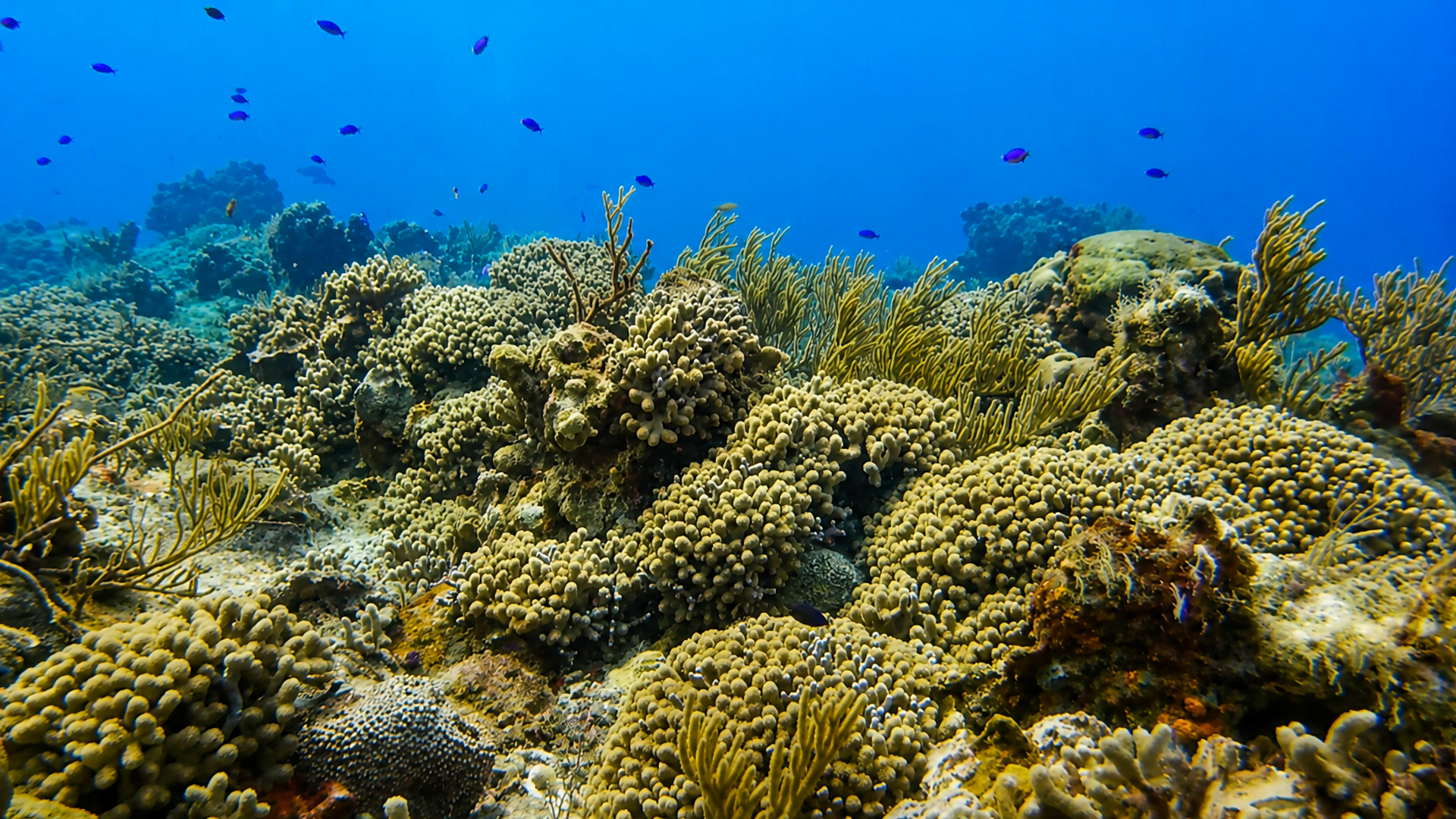 Palancar Gardens reef in Cozumel