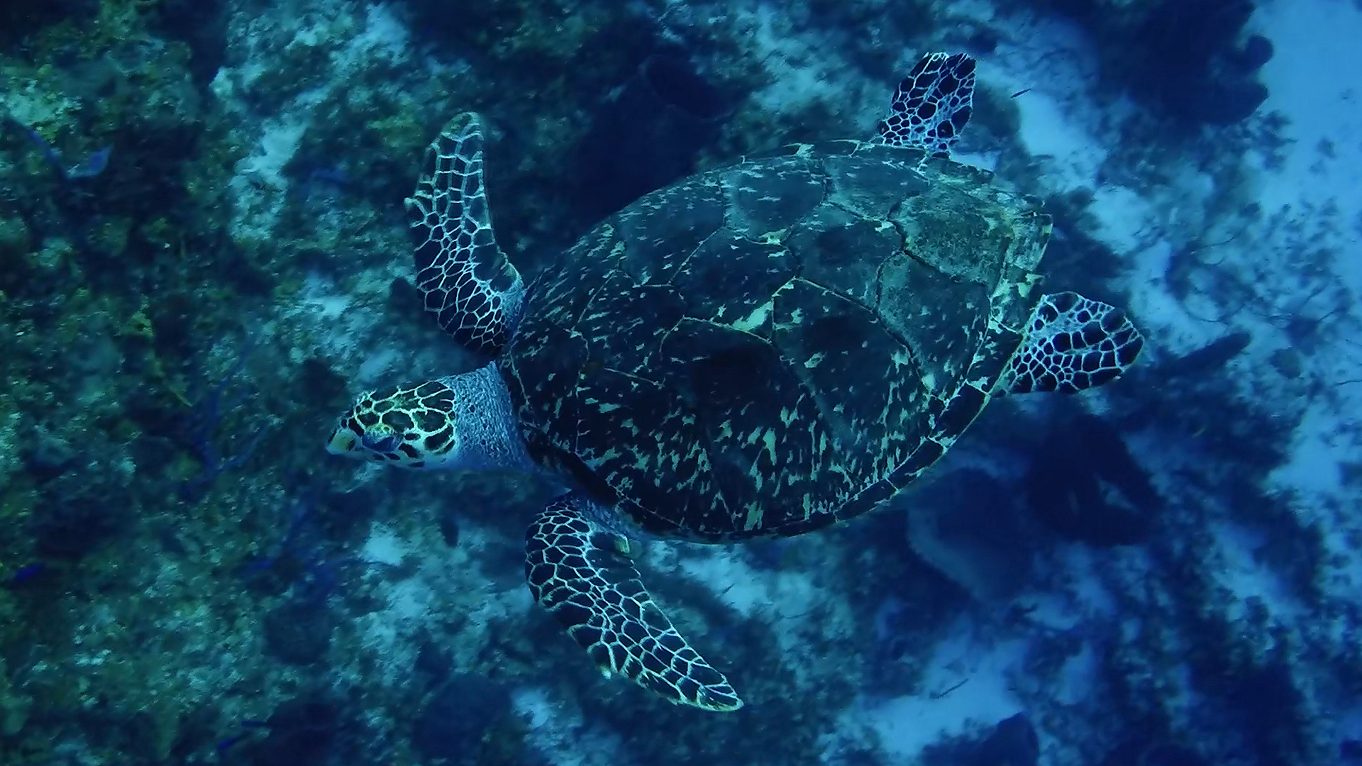 Sea turtle on Palancar reef