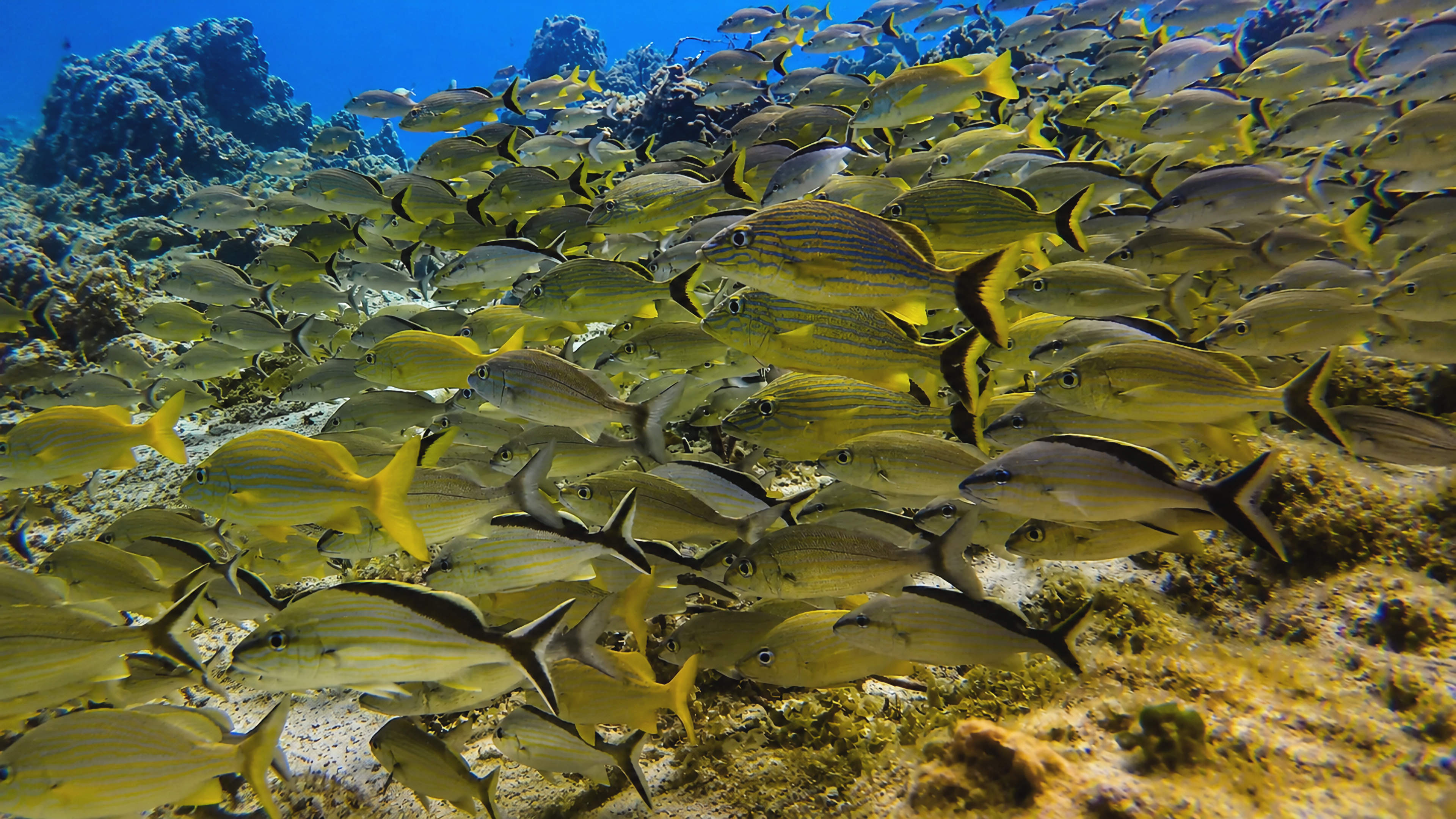 A dense school of yellowtail snapper moving across a reef