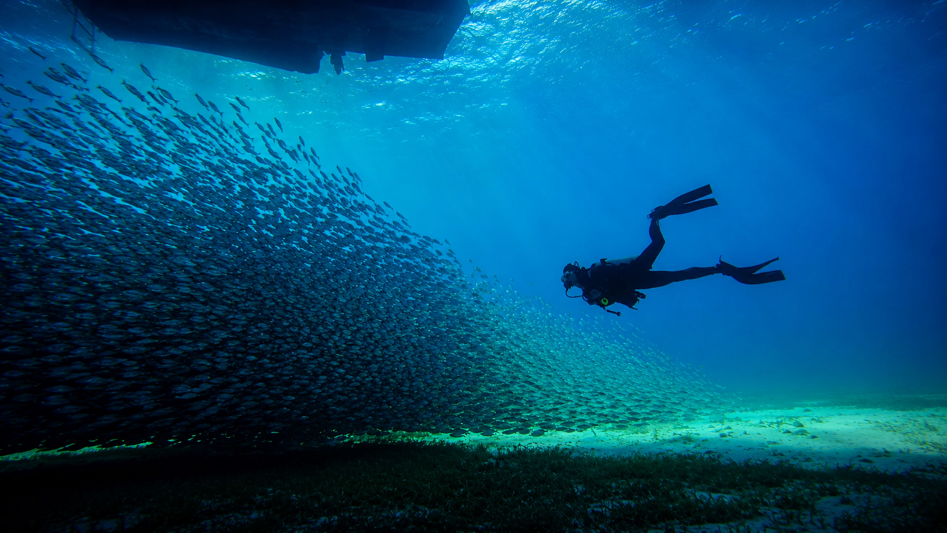 A dense school of fish filling the frame in blue water