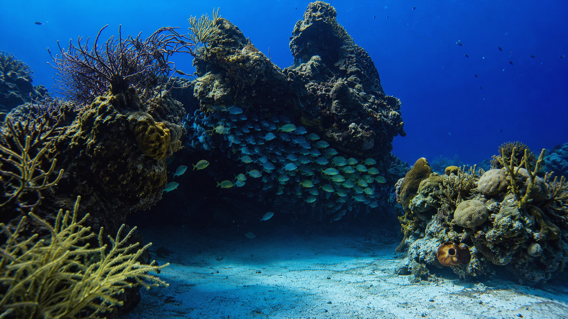 Fish sheltering near a reef wall and shaded overhang