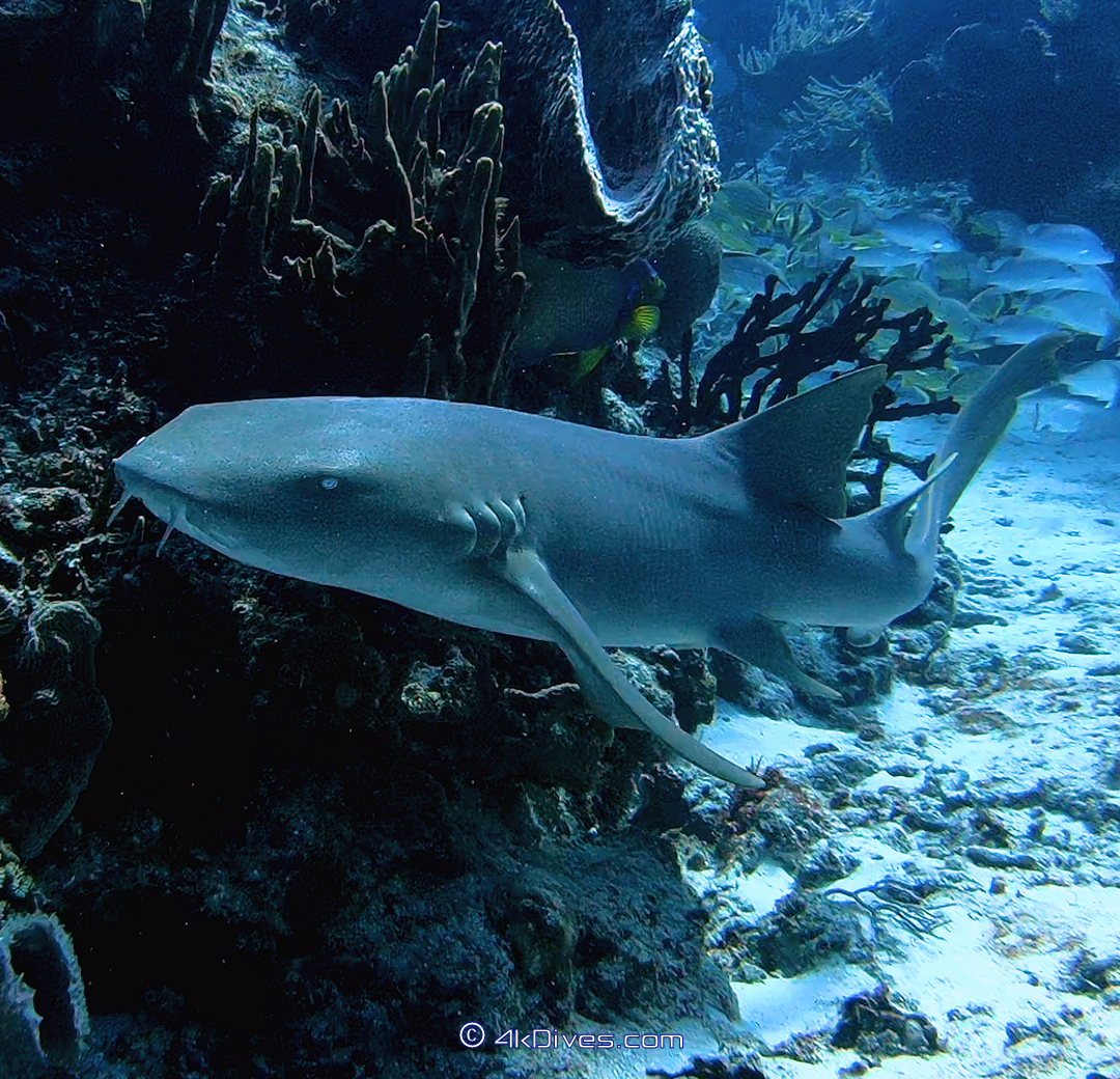 Shark