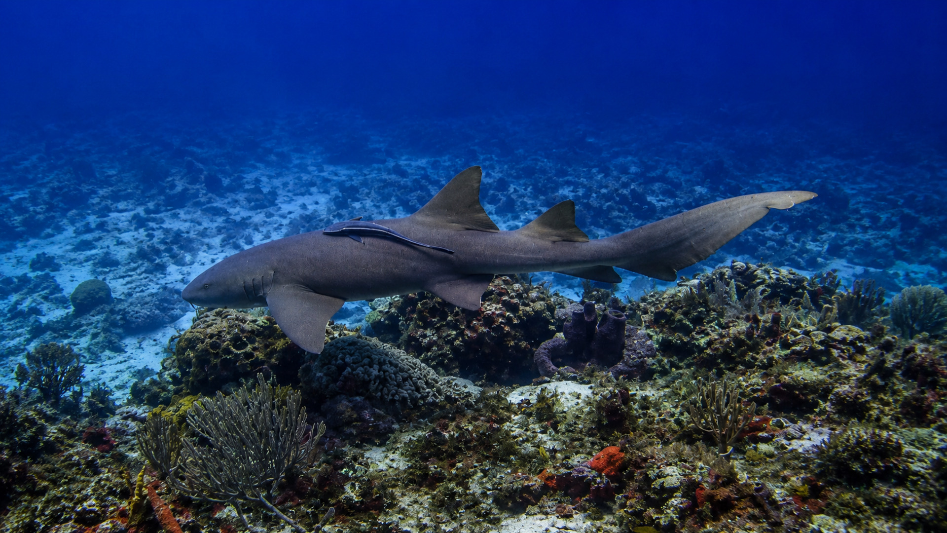 Nurse shark with remora over the reef