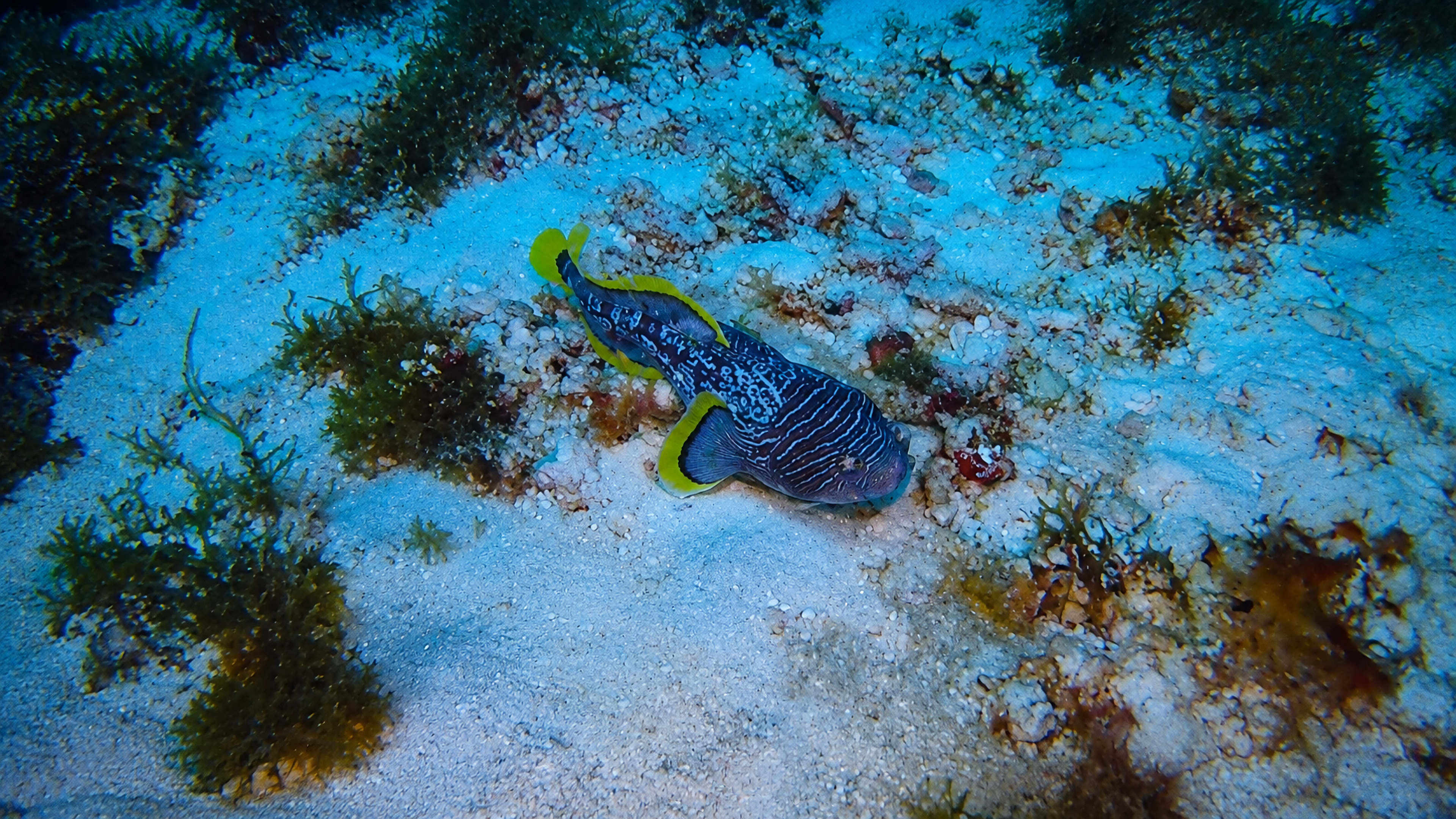 A Splendid Toadfish outside its usual hiding place on the reef