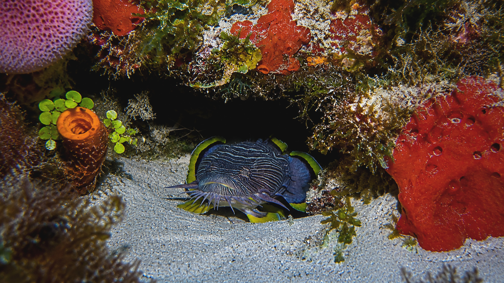 A Splendid Toadfish tucked beneath a colorful Cozumel reef ledge