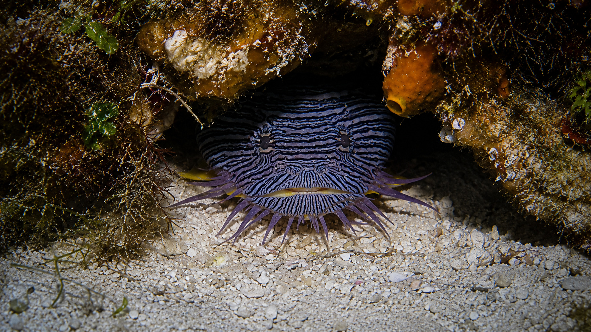 A Splendid Toadfish looking from a dark rocky opening