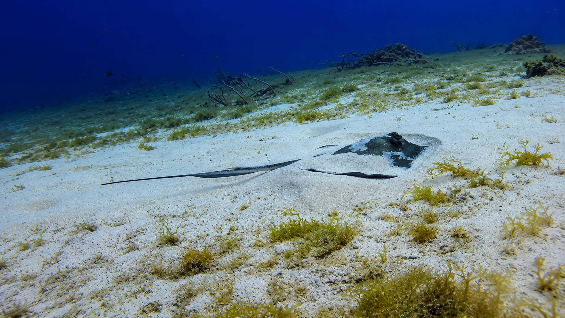 A stingray mostly hidden in the sand on a Cozumel reef