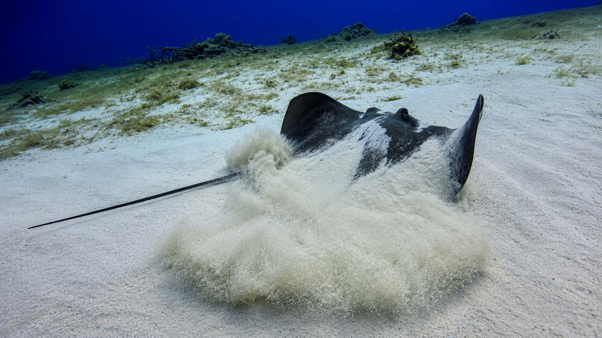 A stingray stirring sand as it rises from the seafloor