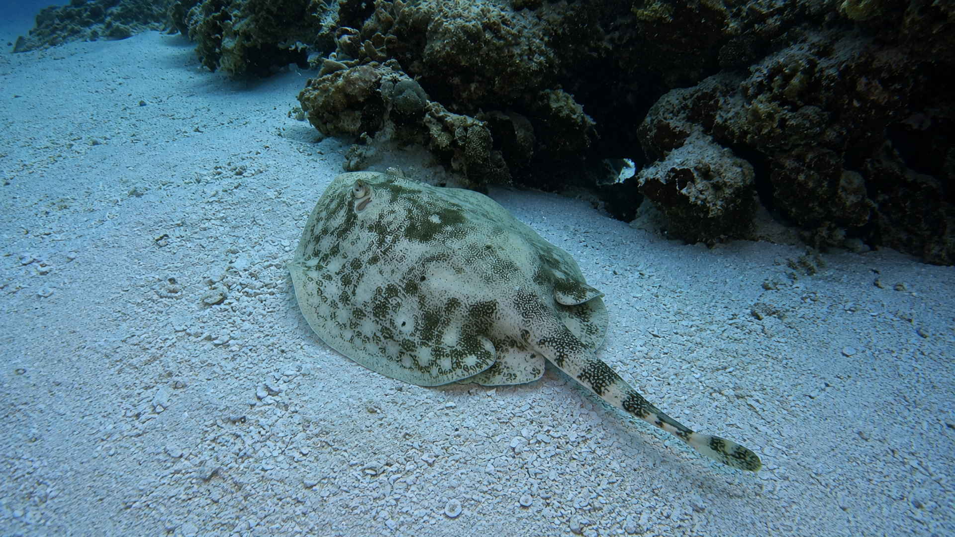 A camouflaged ray resting beside reef rock