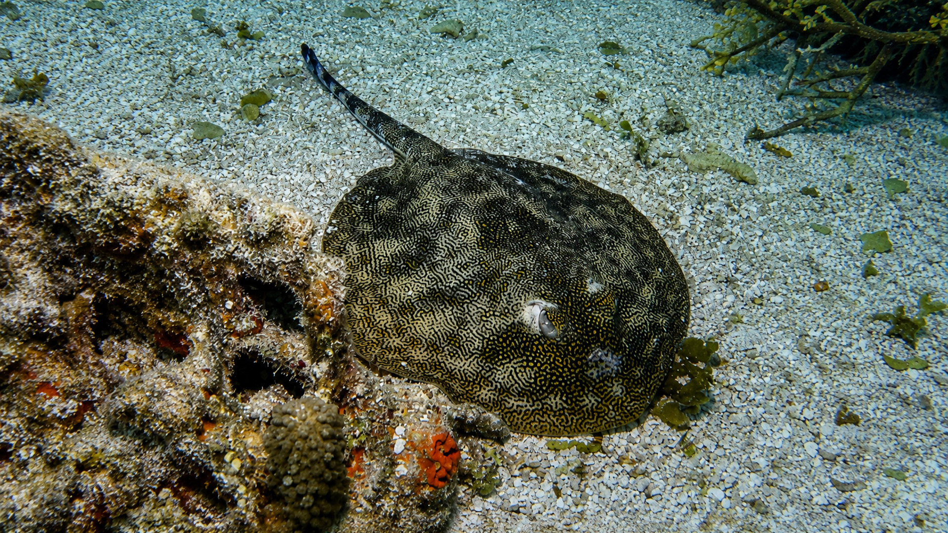 A patterned ray resting near coral rubble