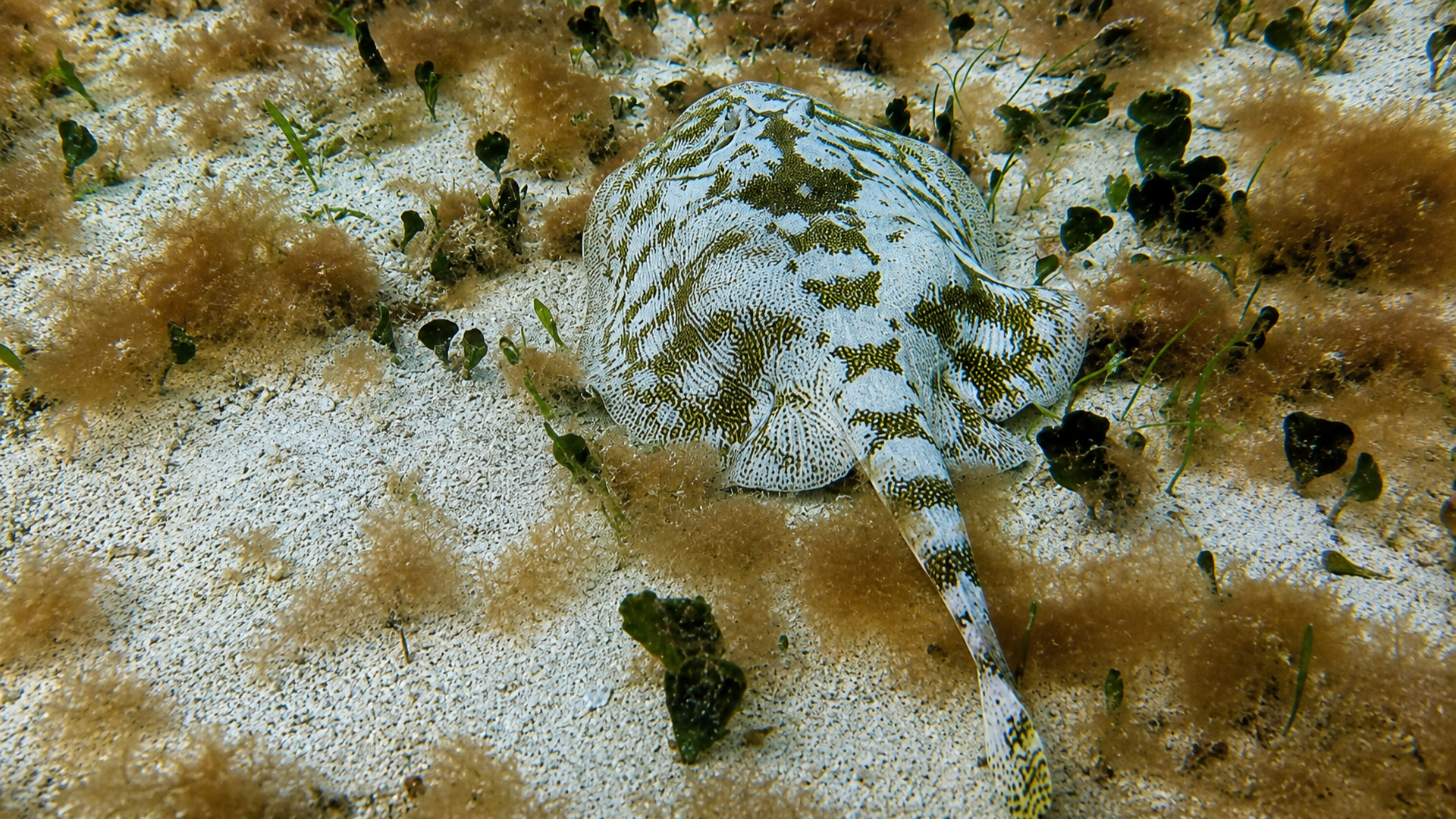 A camouflaged ray among seagrass and algae